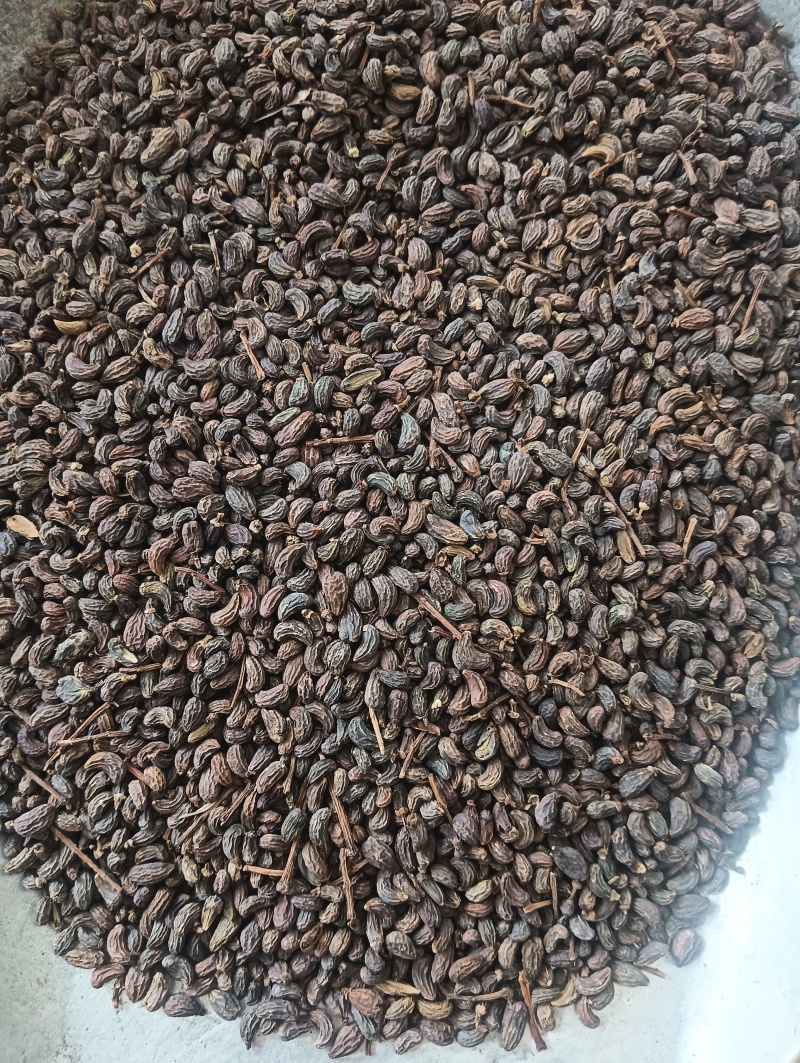 女贞子鸡腰女贞子圆果女贞子现货供应量大优惠