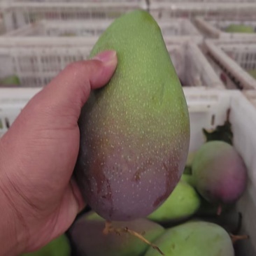 贵妃到货，昆明仓库价格底