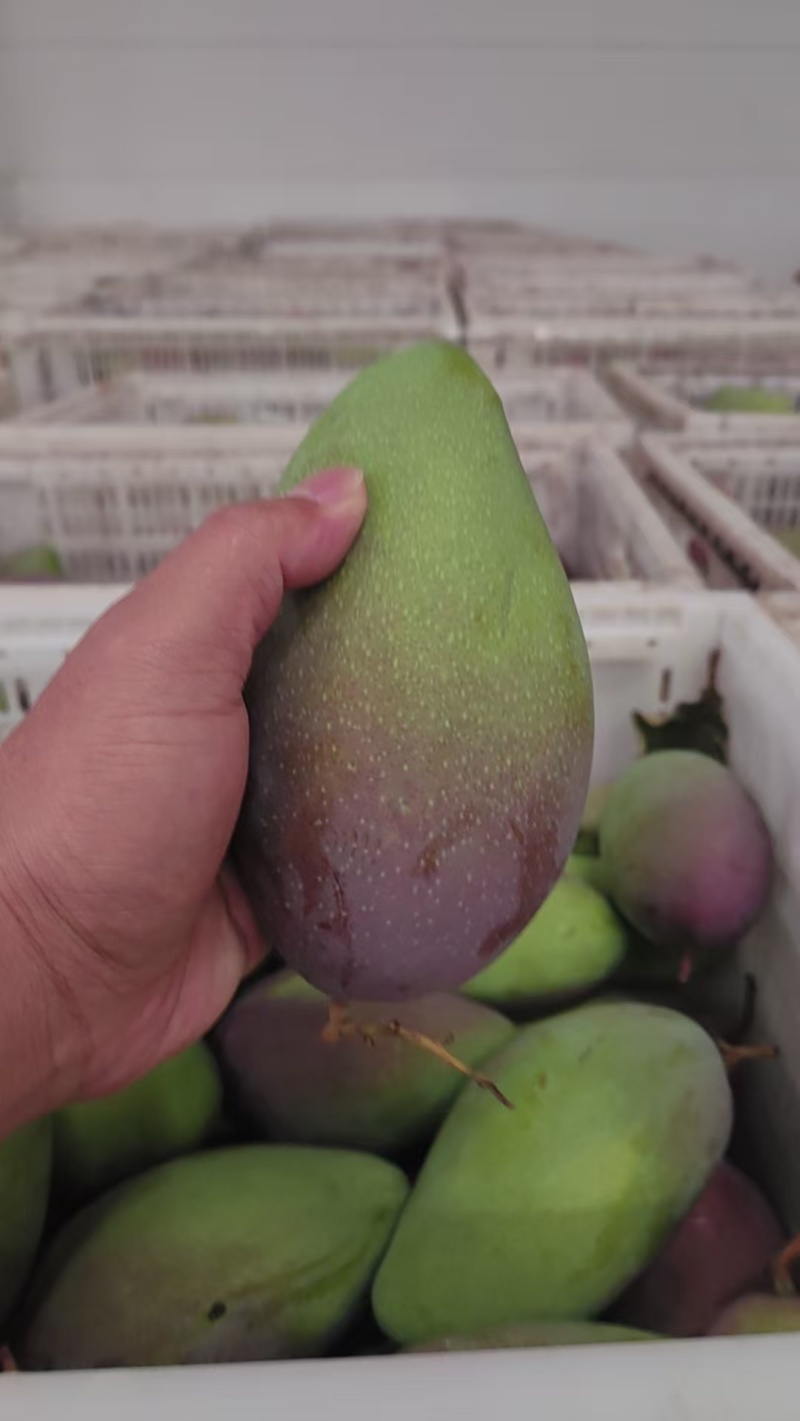 贵妃到货，昆明仓库价格底