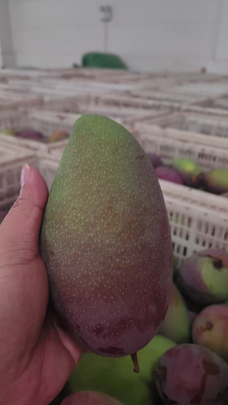 贵妃到货，昆明仓库价格底
