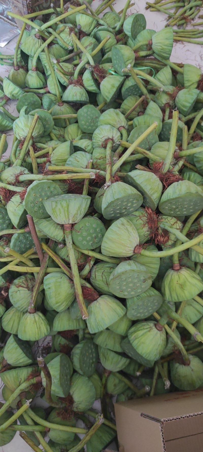 万亩龙湖新鲜莲蓬莲蓬子莲蓬米