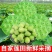 万亩龙湖新鲜莲蓬莲蓬子莲蓬米