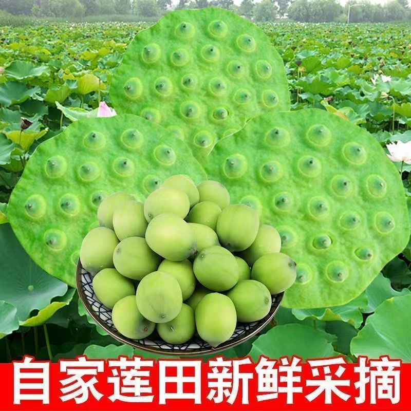 万亩龙湖新鲜莲蓬莲蓬子莲蓬米