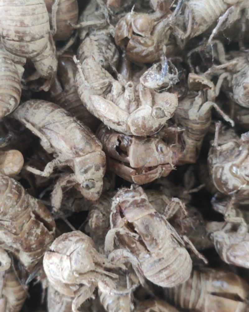 长期供应优质蝉蜕产地直发保质保量无忧选购