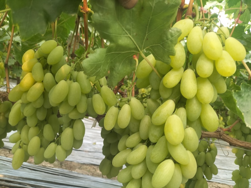新品上市金蜜葡萄品质好糖度高价格美丽