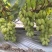 新品上市金蜜葡萄品质好糖度高价格美丽