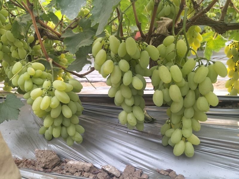 新品上市金蜜葡萄品质好糖度高价格美丽