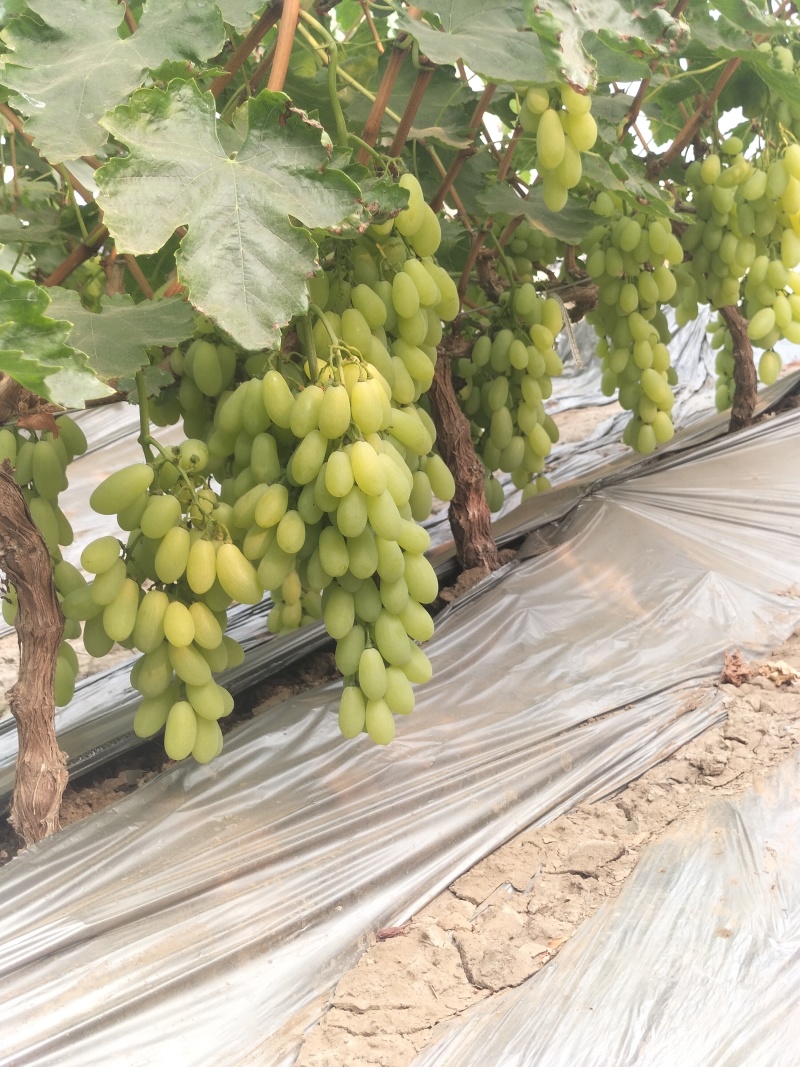 新品上市金蜜葡萄品质好糖度高价格美丽
