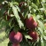 红布朗边贸对接各大市场团购电商有需要联系