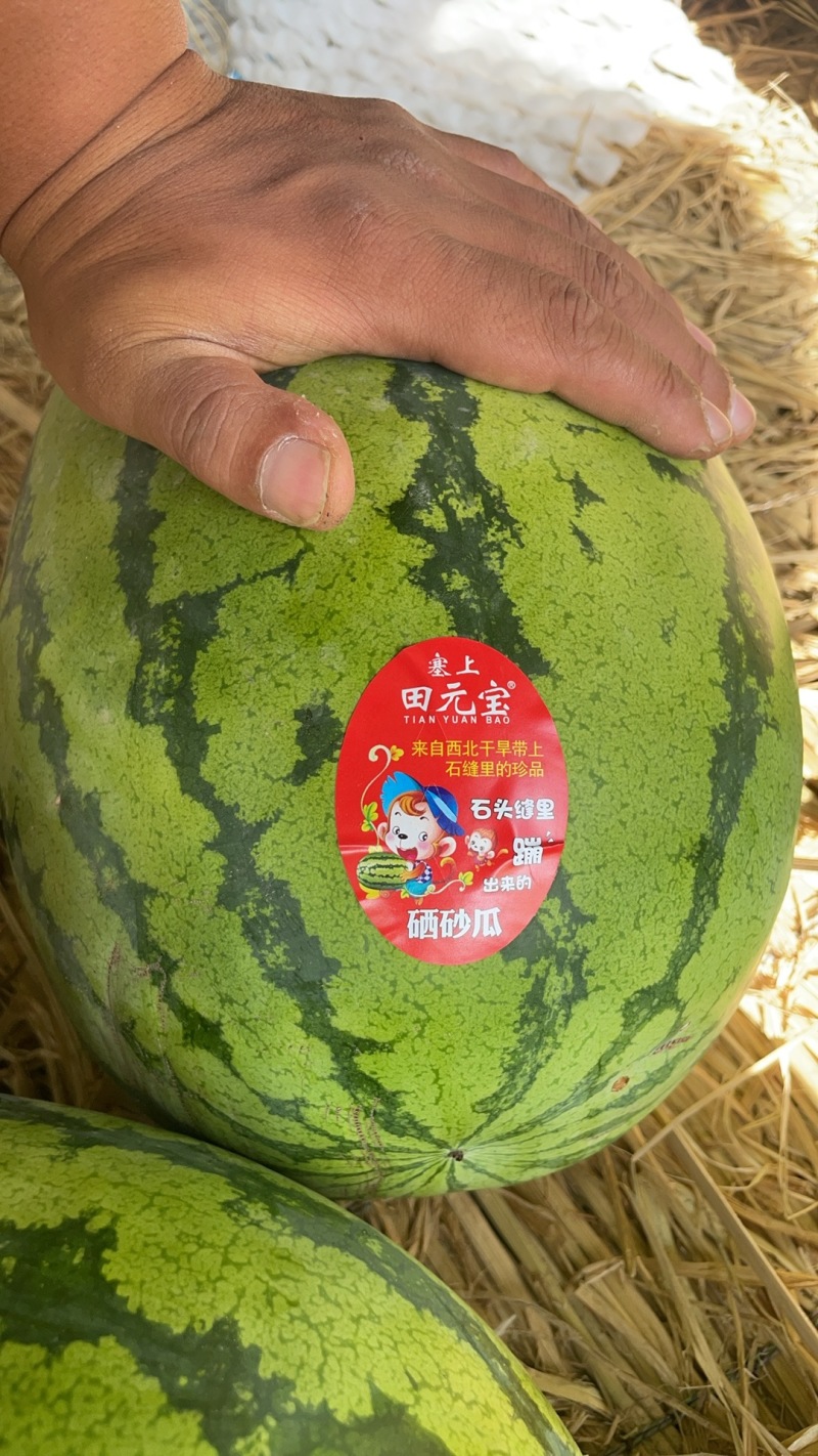 宁夏石头瓜-硒砂瓜-大量上市-皮薄瓤红耐运输-支持代发