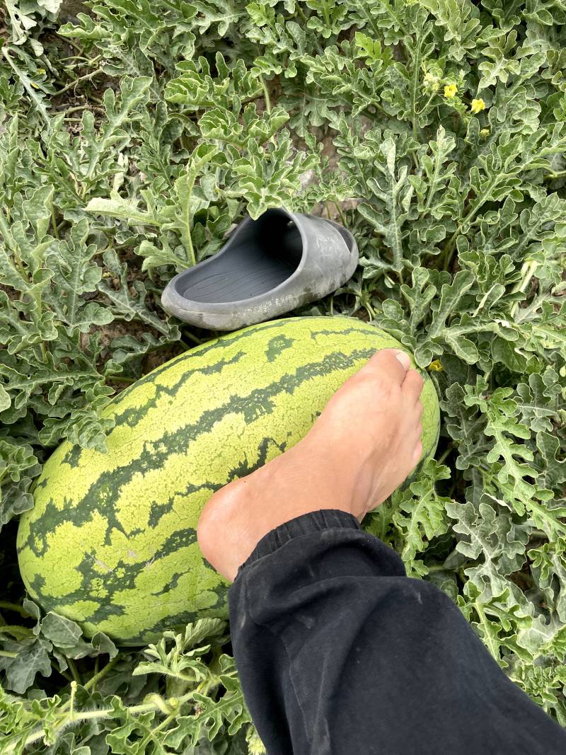 宁夏石头瓜-硒砂瓜-大量上市-皮薄瓤红耐运输-支持代发