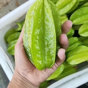 杨桃