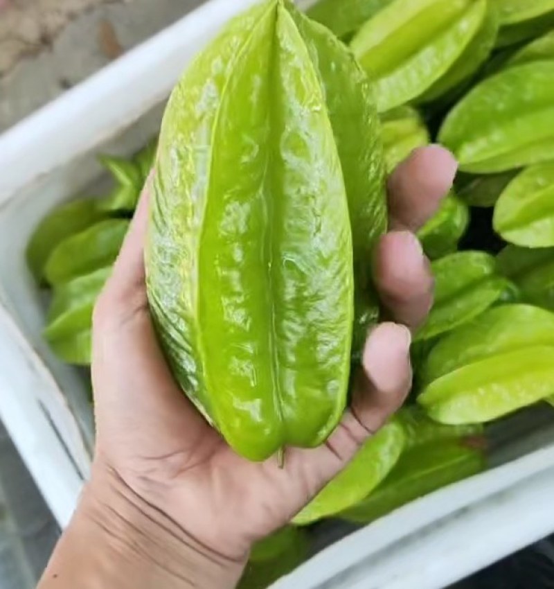 杨桃