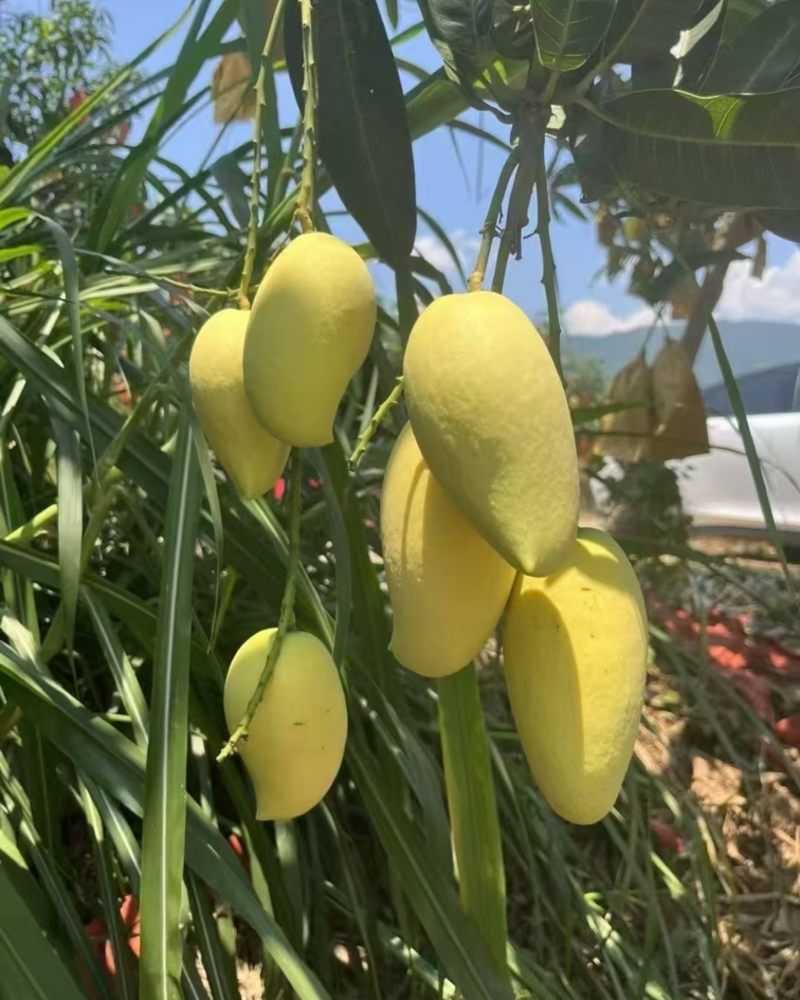鹰嘴芒果