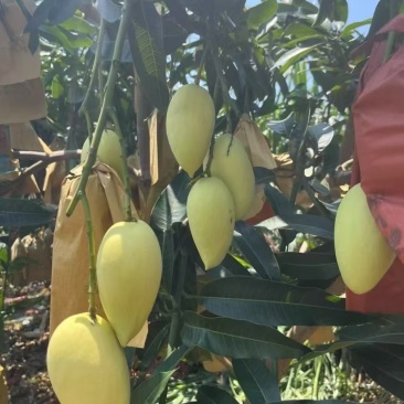 鹰嘴芒果