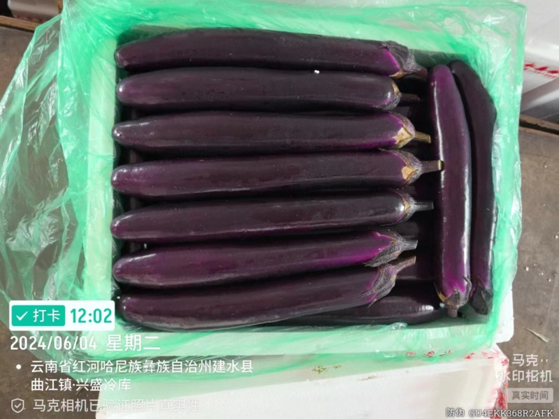 红茄子大量上市产地直品质保障，服务周到，诚信经营