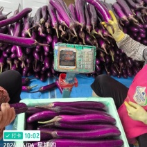 红茄子大量上市产地直品质保障，服务周到，诚信经营