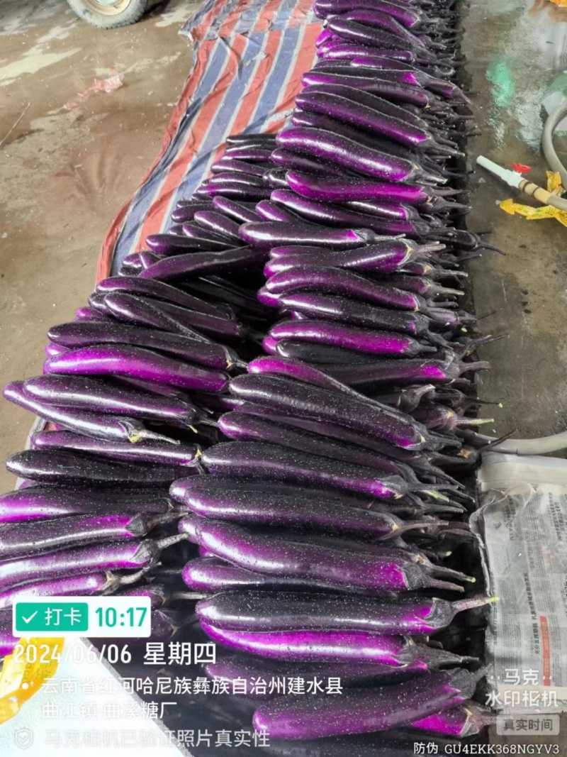 红茄子大量上市产地直品质保障，服务周到，诚信经营