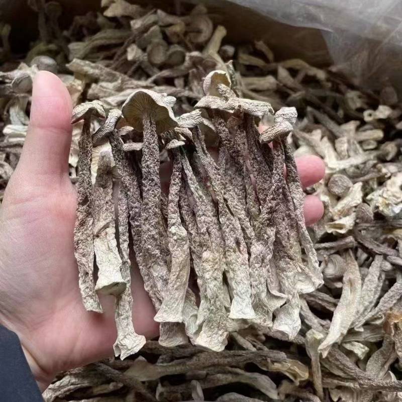 鹿茸菇大量现货厂家直销规格齐全全国发货欢迎合作