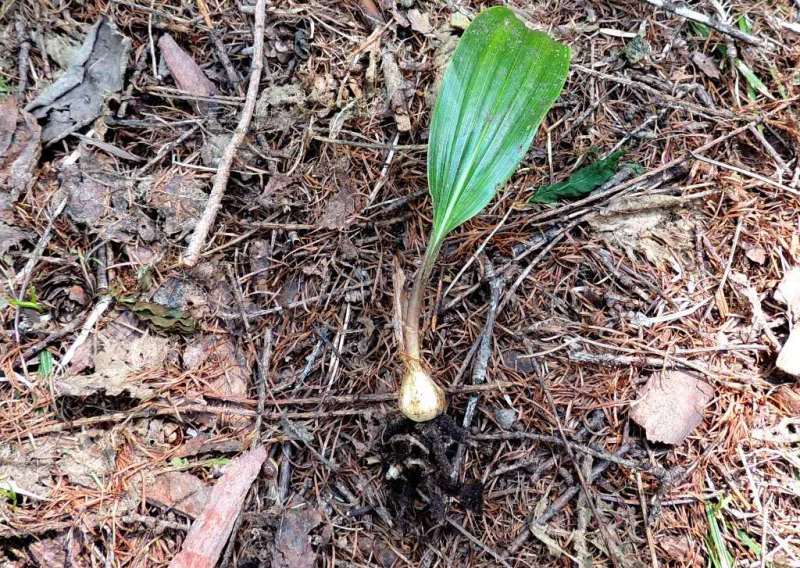 俄罗斯野生毛慈菇