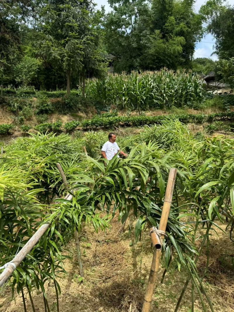 高杆不倒苗黄精苗，湖北恩施一手货源，农家自种，多年生
