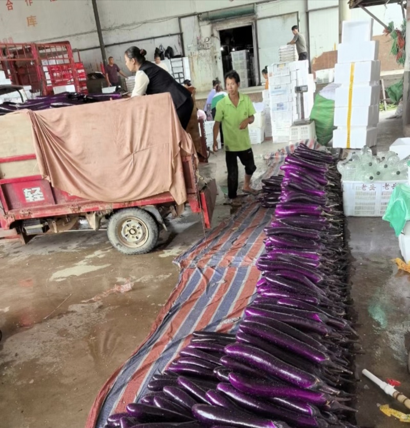 红茄子大量上市产地直品质保障，服务周到，诚信经营