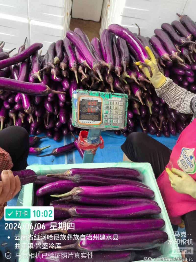 红茄子大量上市产地直品质保障，服务周到，诚信经营