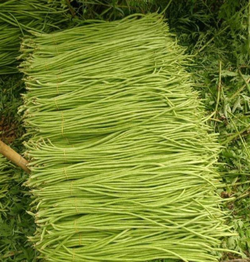欢迎来电豆角豇豆角/云南红河/现货/批发~电商~商超