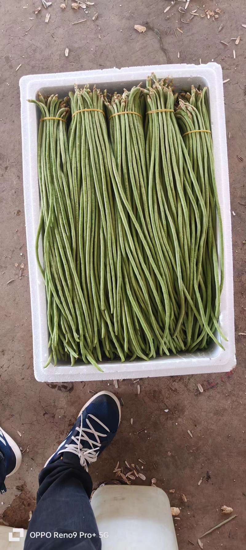 欢迎来电豆角豇豆角/云南红河/现货/批发~电商~商超