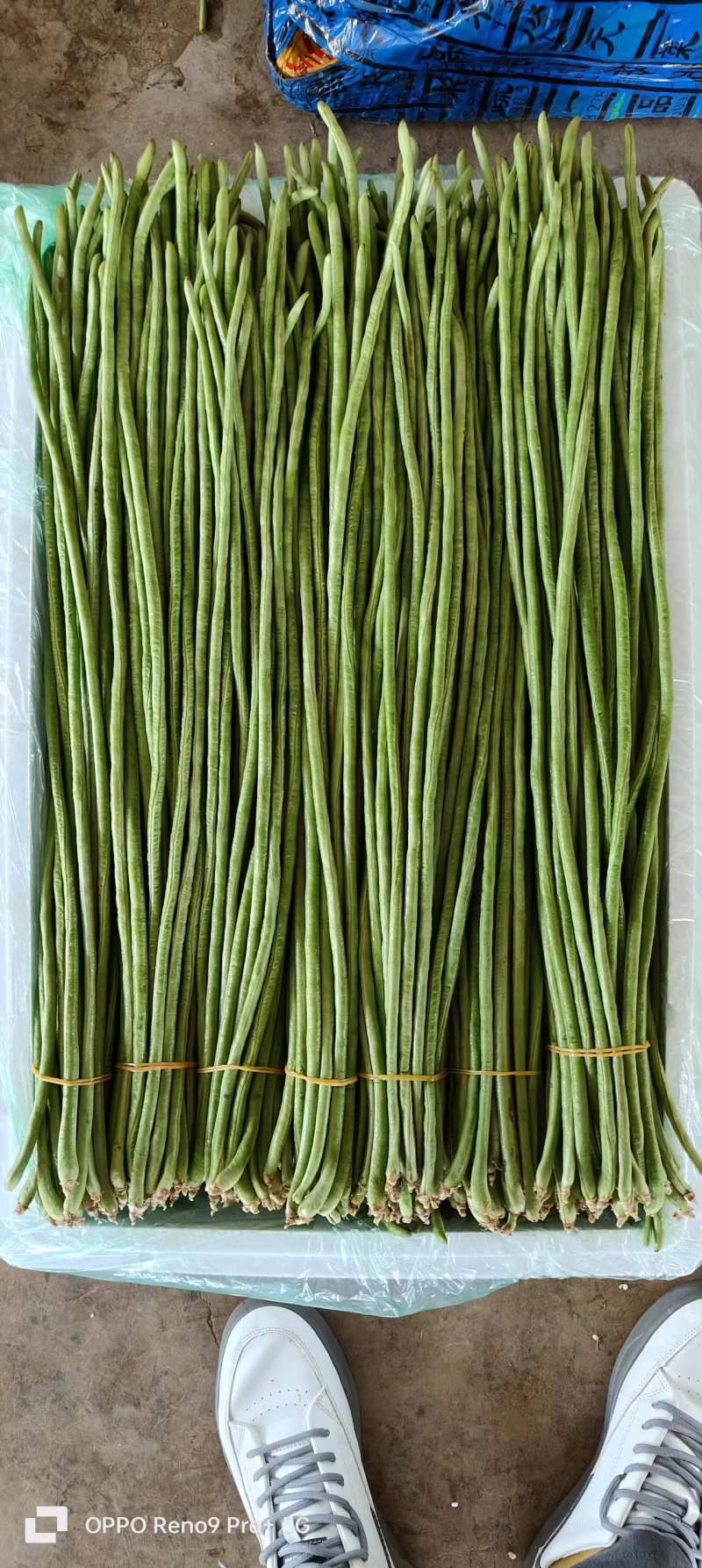 欢迎来电豆角豇豆角/云南红河/现货/批发~电商~商超