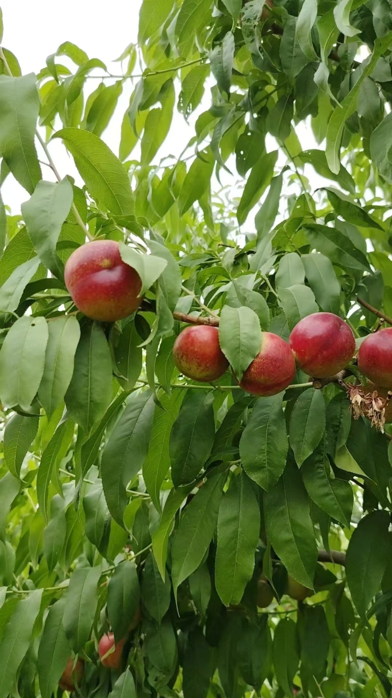 枣油桃。果面干净，口感脆甜，货源充足，保装齐全，场地库存