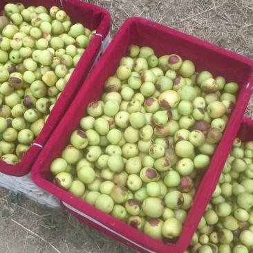 大荔冬枣