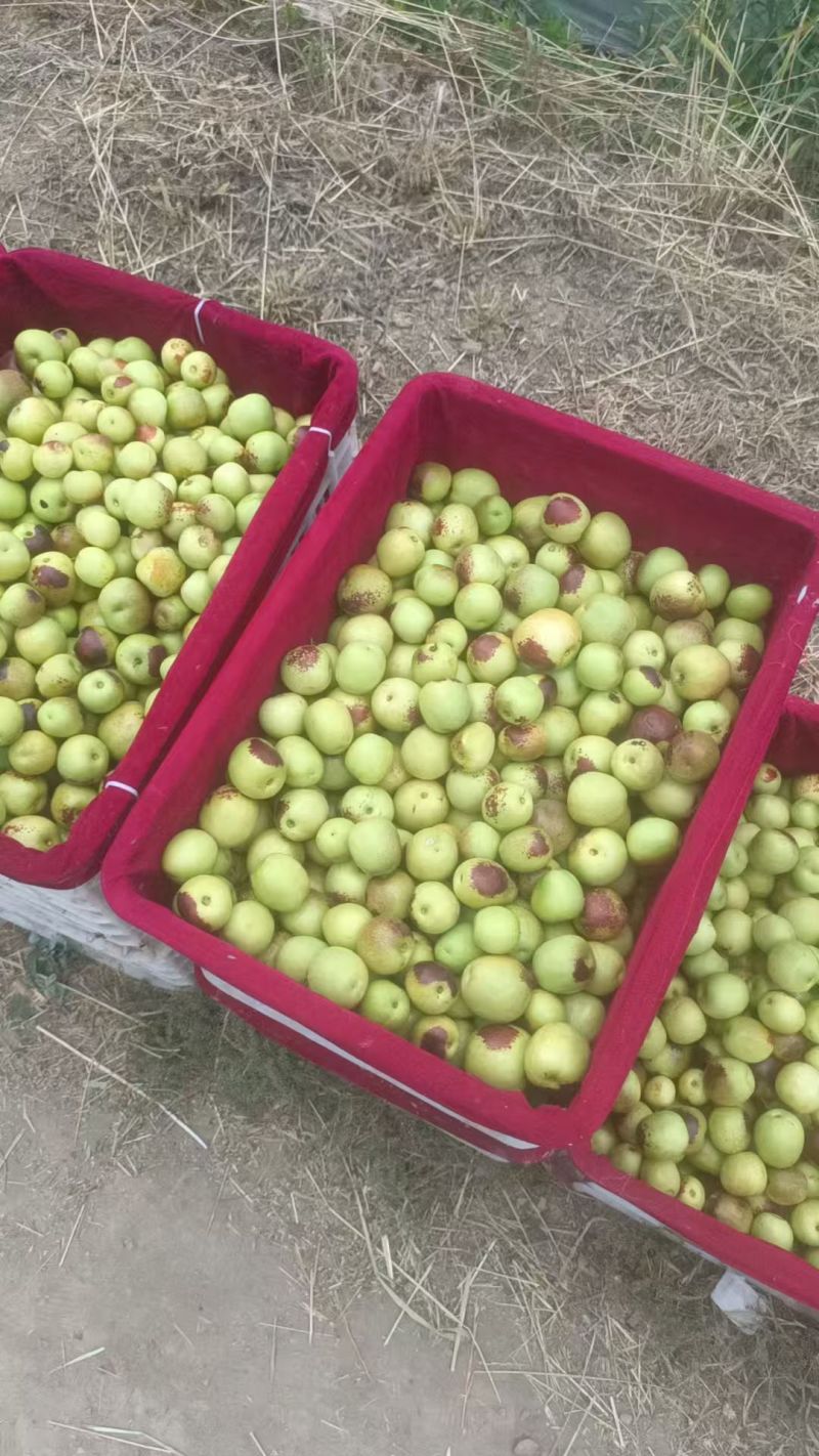 大荔冬枣
