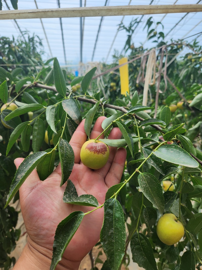 大荔冬枣
