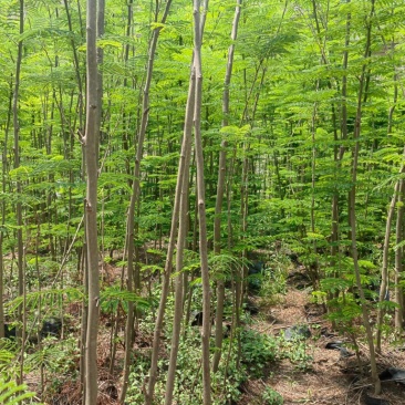 凤凰木3公分