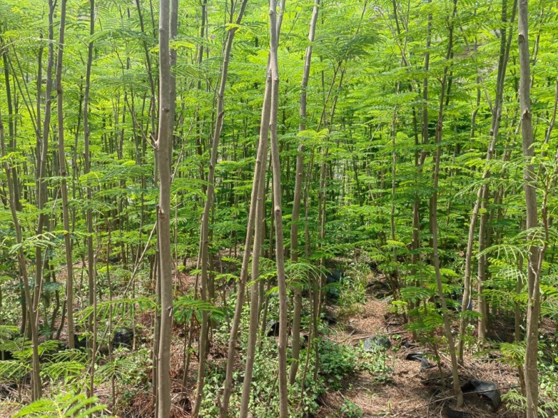 凤凰木3公分