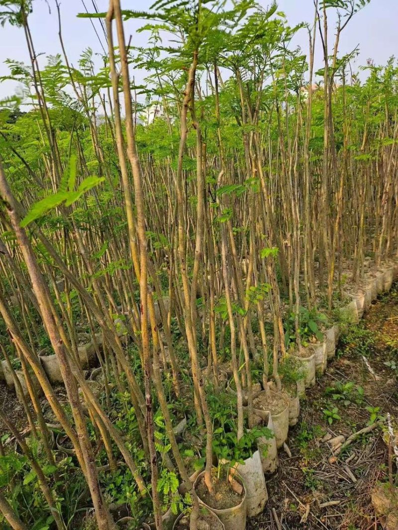 凤凰木3公分