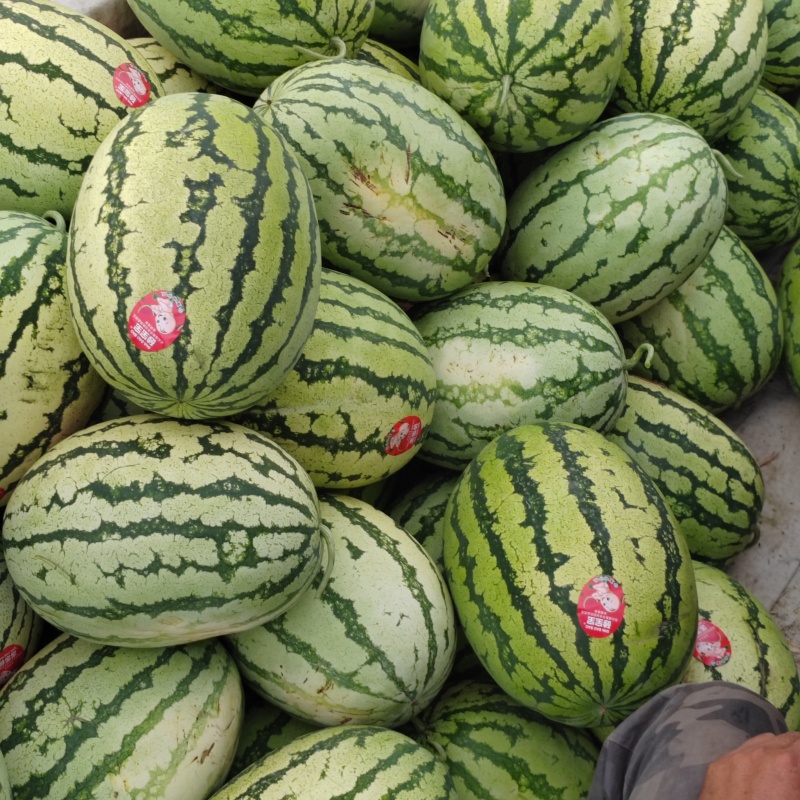 【实】硒砂瓜皮薄耐运输可实地看货产地发货保质保量