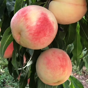 永莲蜜大量成熟自然成熟香甜可口桃味浓郁