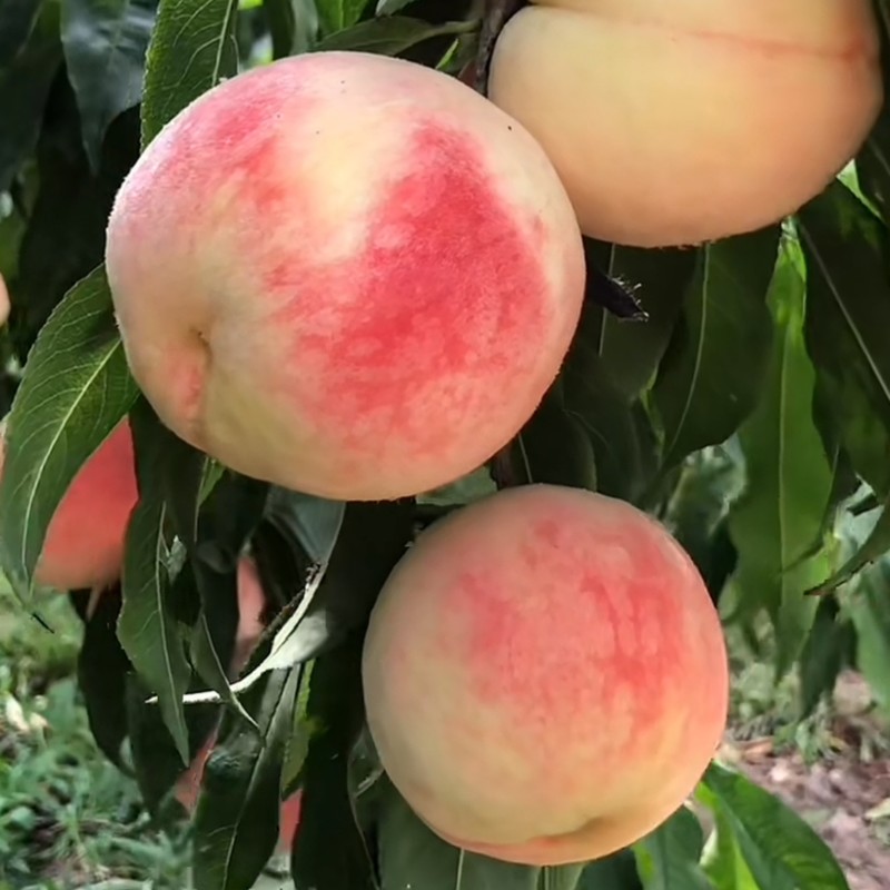 永莲蜜大量成熟自然成熟香甜可口桃味浓郁