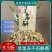 铁皮石斛冻干粉冻干条二选一