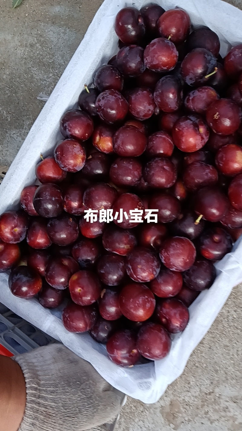 五月翠大量上市翠甜番更都好耐运输