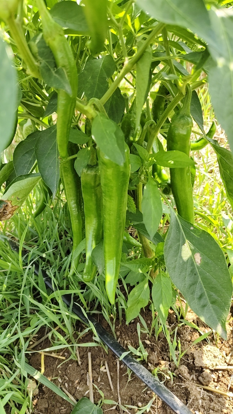 青的辣椒