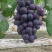 巨峰葡萄