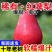 （一件代发）红啤梨～彩虹梨～日发3万单～对接各大电商平台