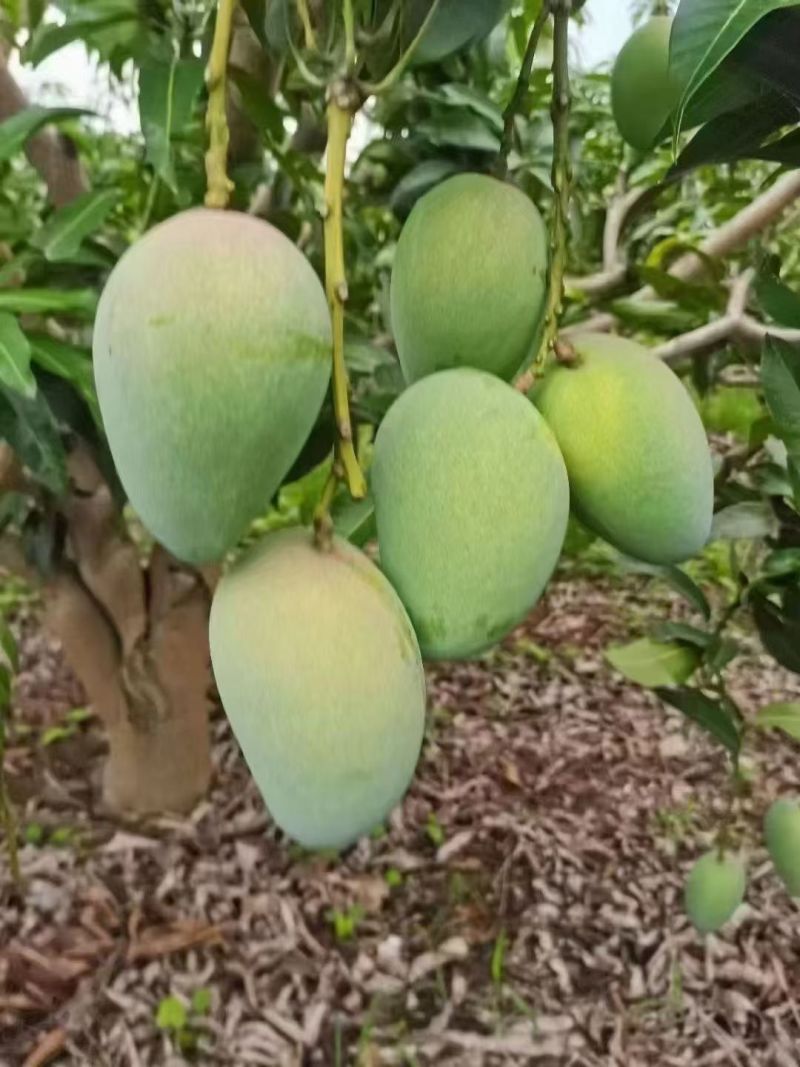 大台农芒果