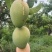 大台农芒果