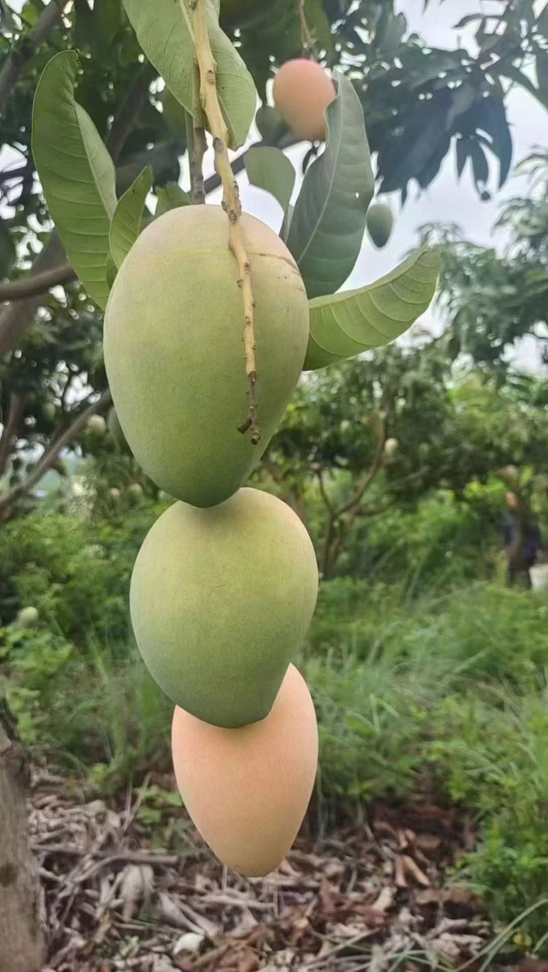 大台农芒果