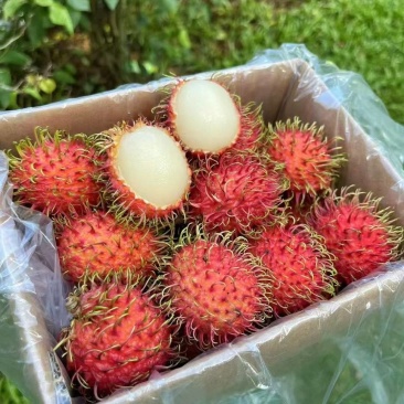 保亭红毛丹