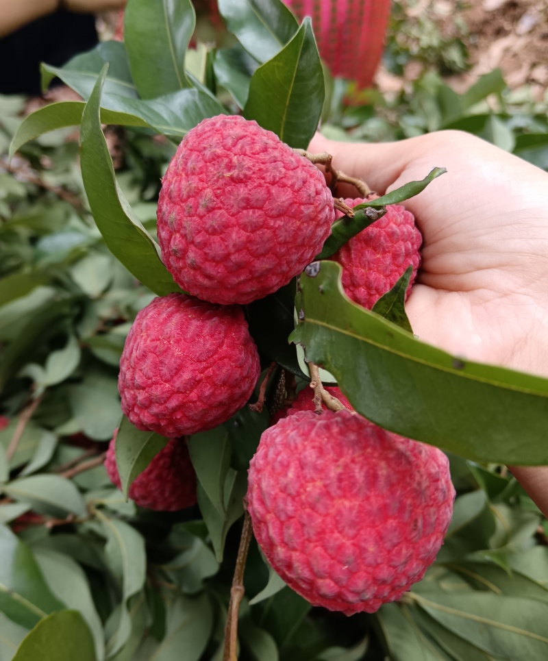 荔枝皇后仙进奉